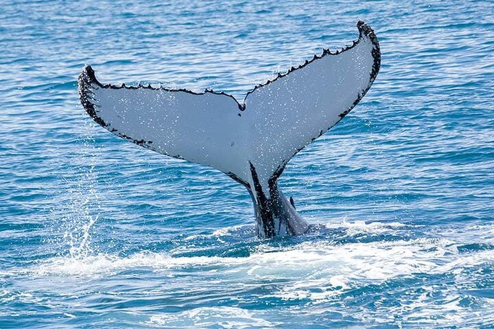 Royal Humpback Whale Exploration - Photo 1 of 12